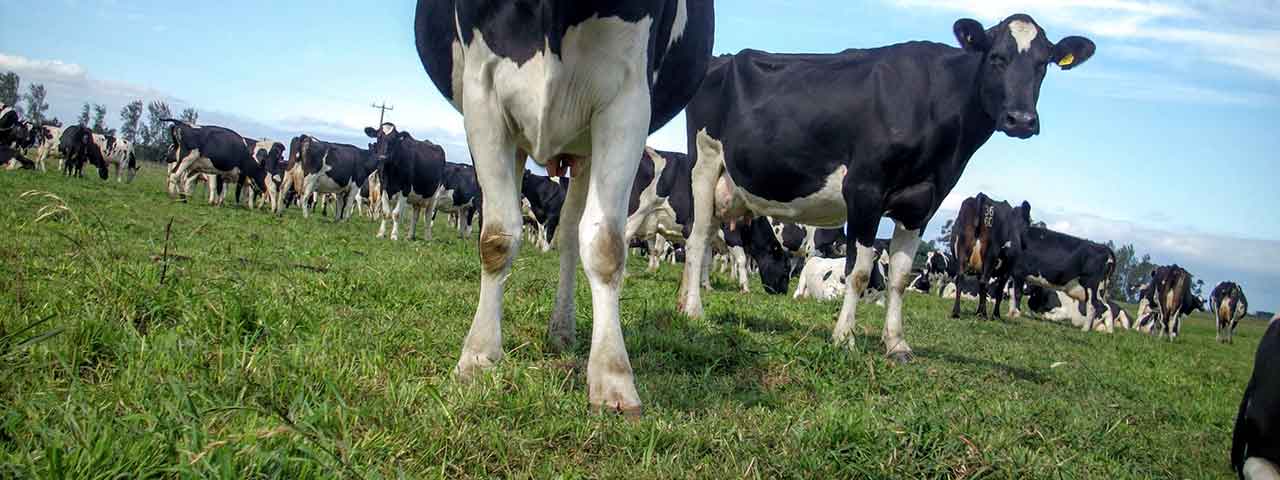 Dairy cows in a paddock