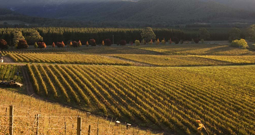 Rows of vines on hill at a winery