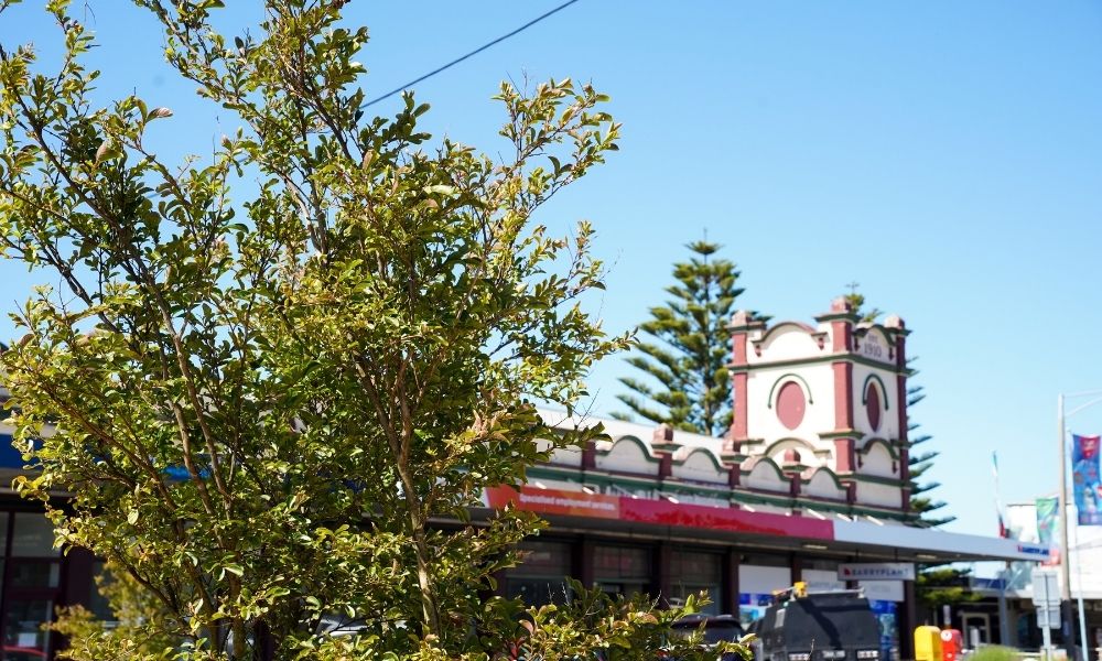 A small tree planted alongside a main street in Wonthaggi, with white-roofed shops visible in the background.