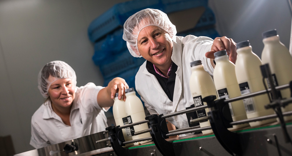 Milk production at Schulz Organic Dairy