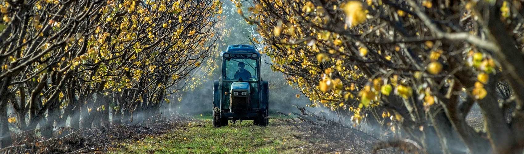 Tractor in an orchard