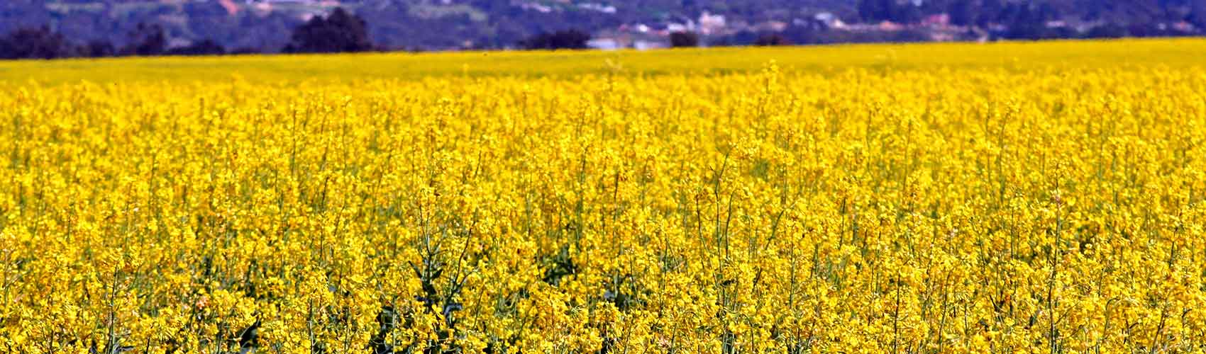 Fields in Ararat