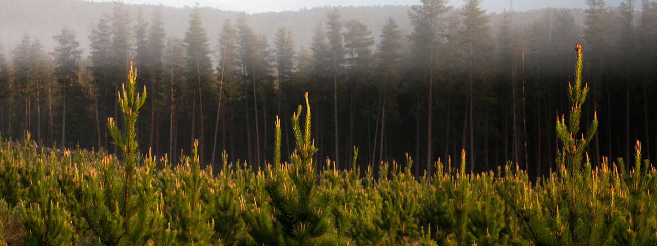 Pine trees in Kinglake