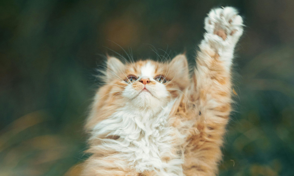 Image of fluffy cat raising its paw in the air
