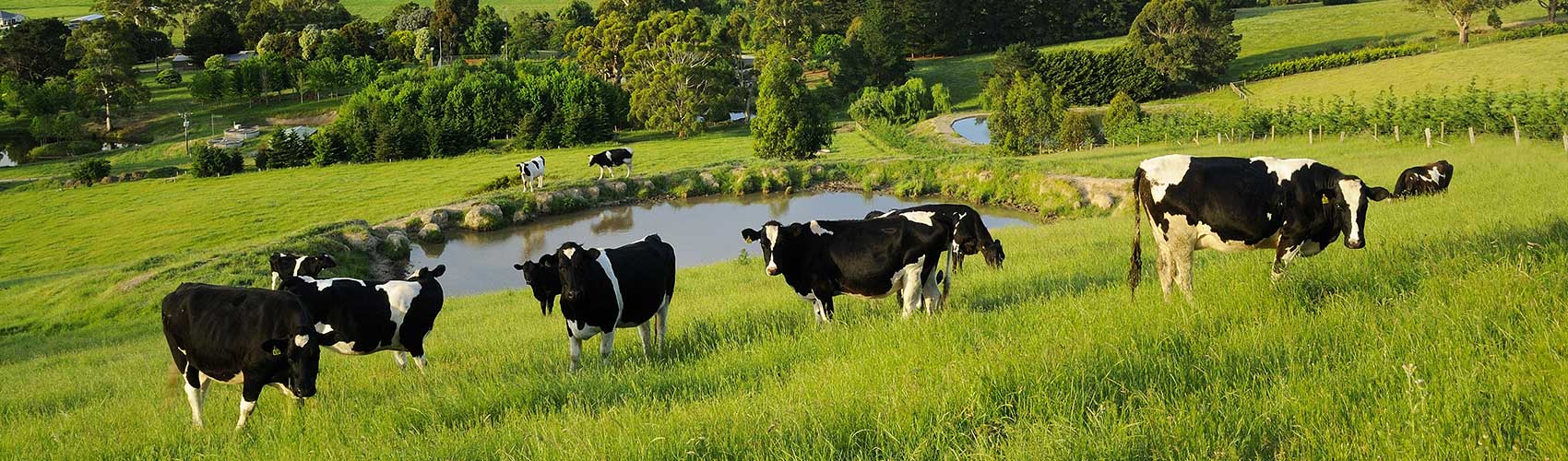 Cows in a field at Yarragon, West Gippsland