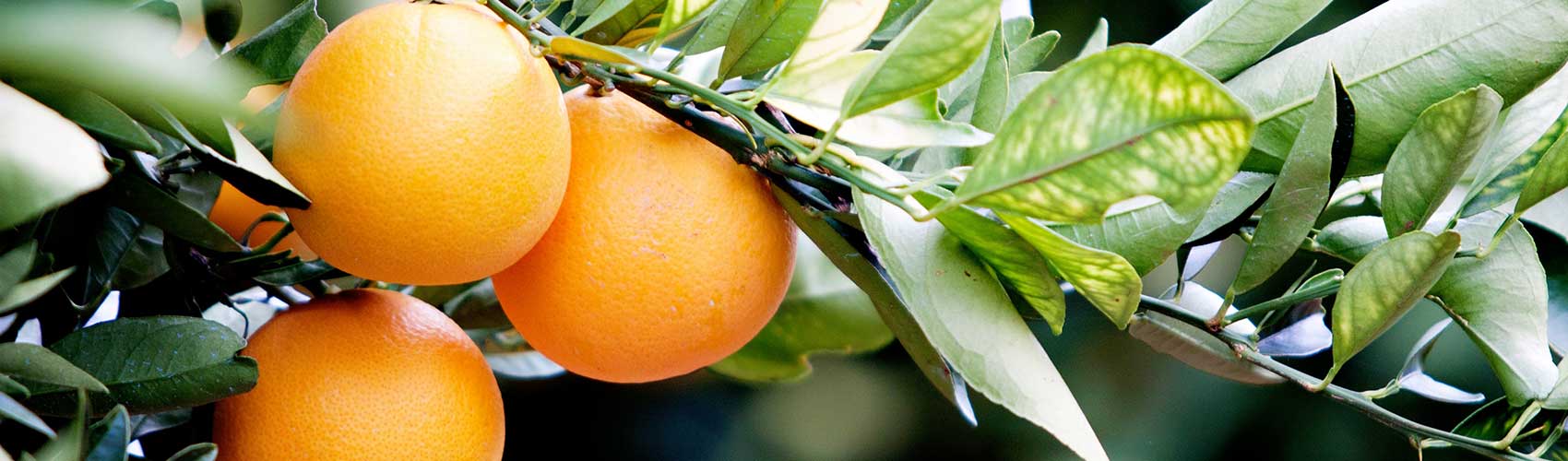 Citrus orchard in Mildura