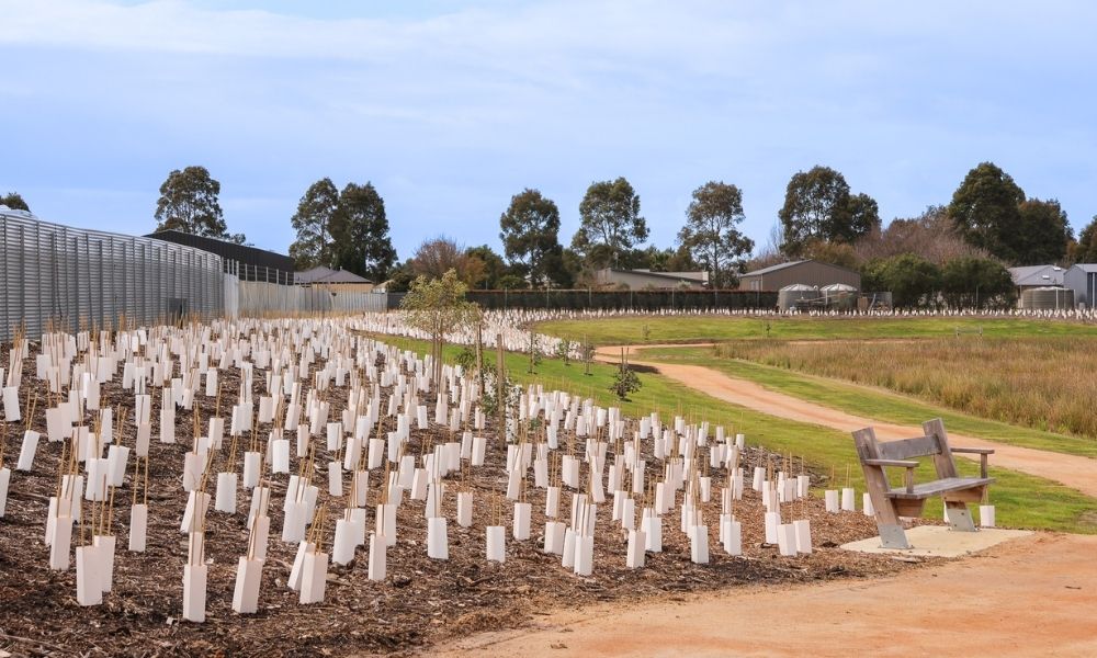 The walking track that runs along the edge of the wetlands and biodiversity reserve, with park furniture visible to the right of the image and hundreds of newly planted trees visible to the left of the image, running into the background.