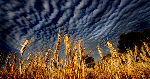 Wheat in the Wimmera Southern Mallee region