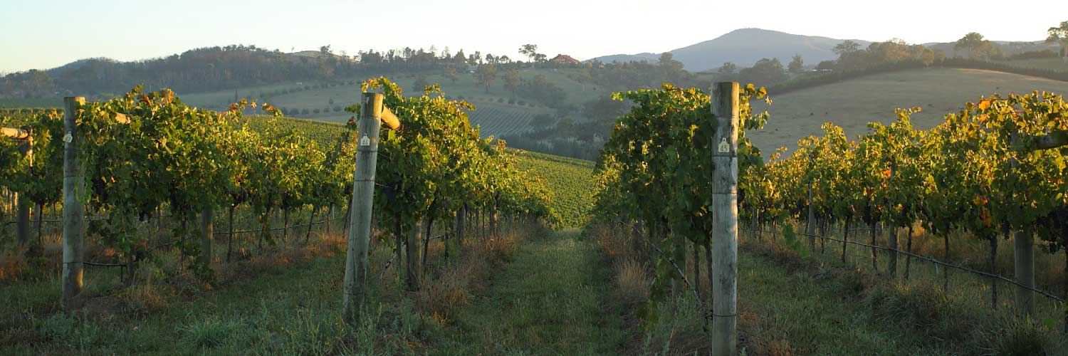 Sunbathed Vineyard