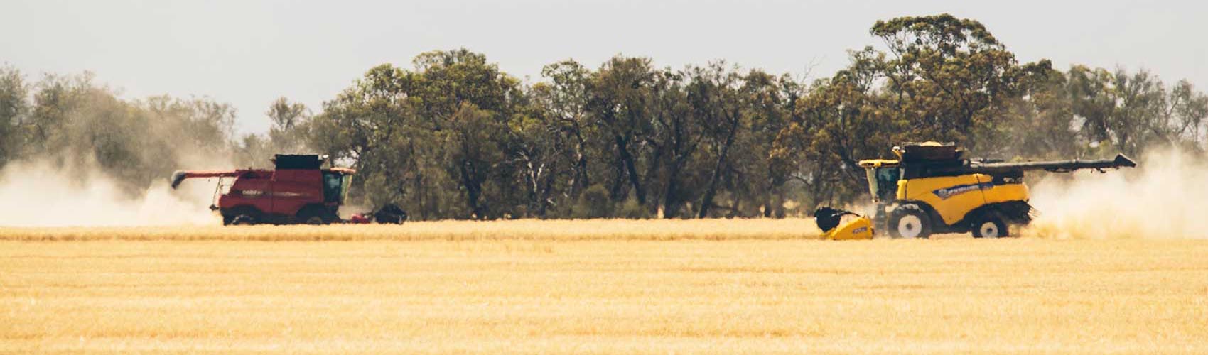 harvesting wheat