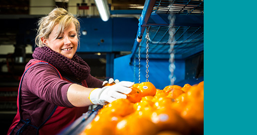 Woman in fruit factory sorting mandarins