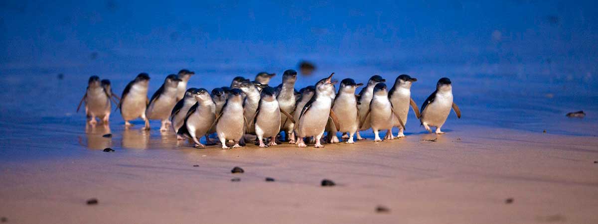 Penguins at Phillip Island Nature Park