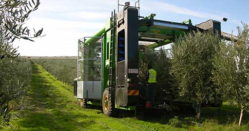 Olive harvesting