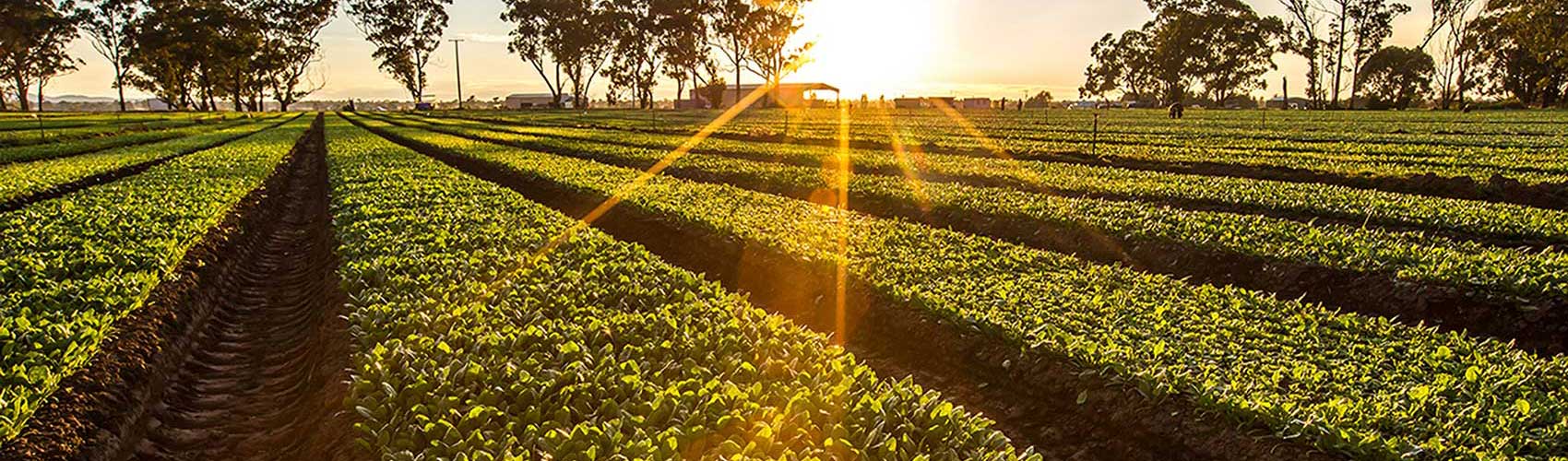 Salad leaf crops