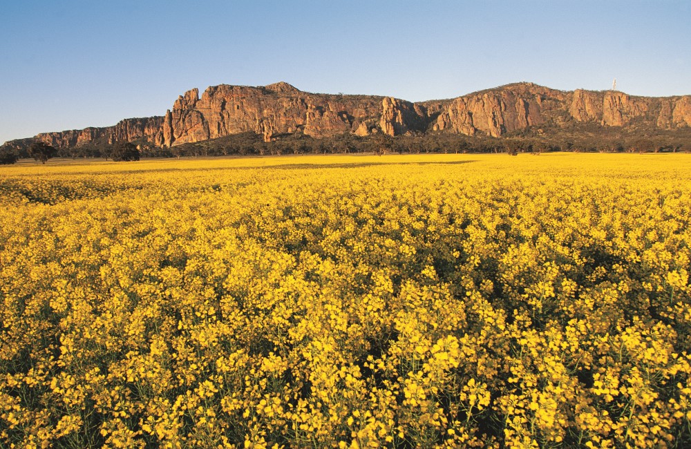 Mount Arapiles is in the background, with gum trees and a field of yellow flowers in the foreground.