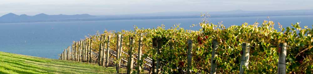 Grape vines overlooking Port Phillip Bay