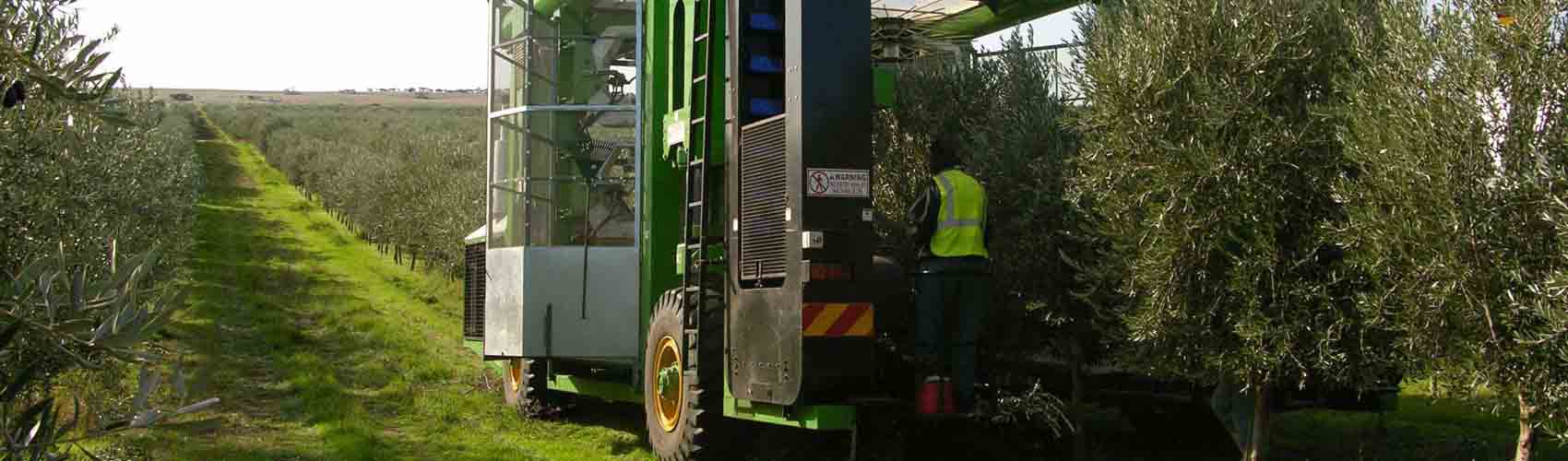 Olive harvesting