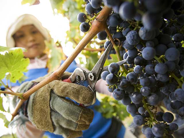 Woman picking grapes at Wild Dog Winery, Warragul