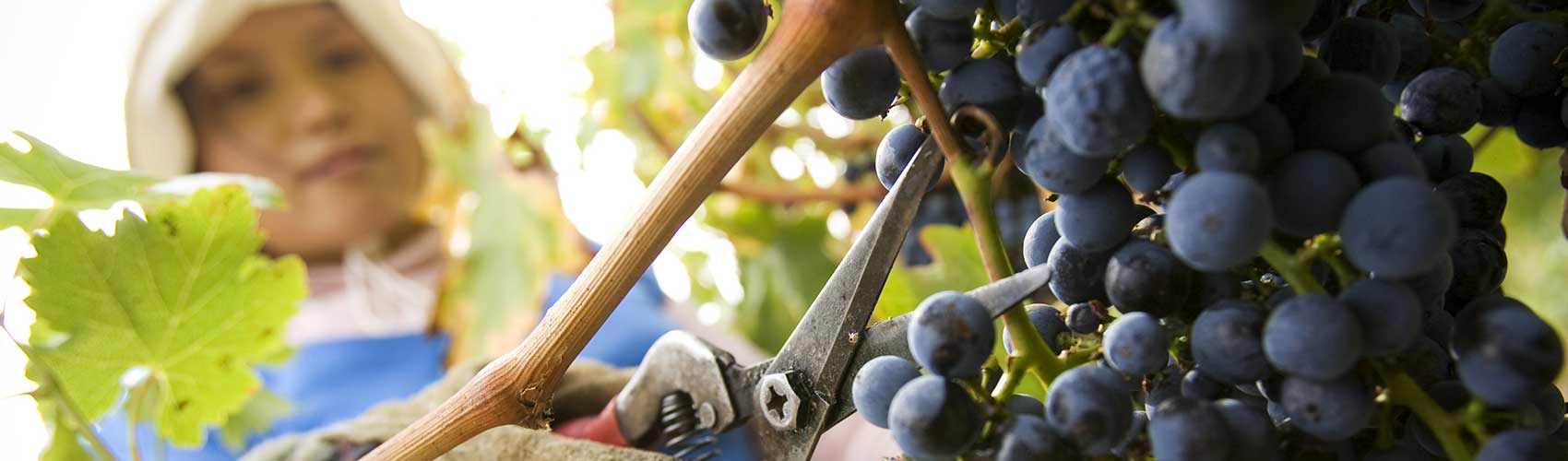 Woman picking grapes at Wild Dog Winery, Warragul