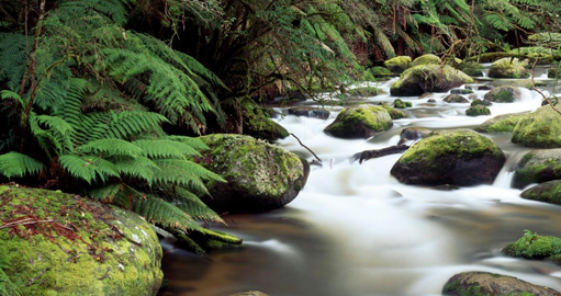 Waterfall in Gippsland