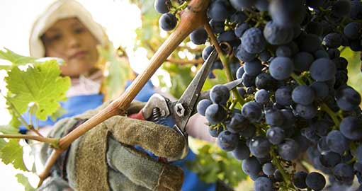 Woman pruning grapes