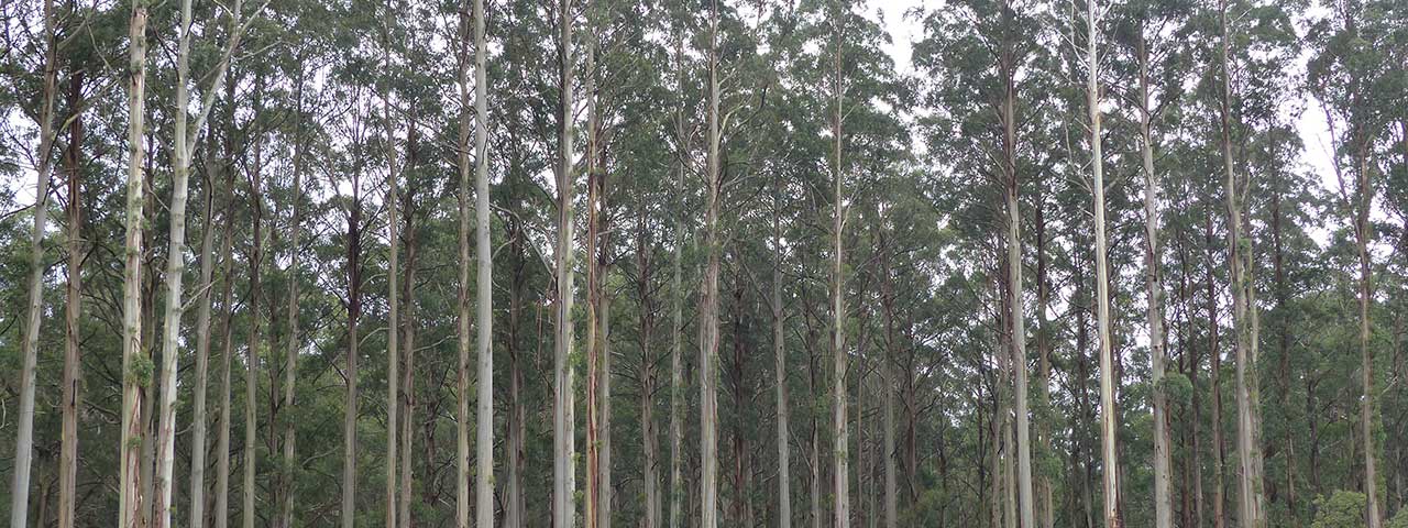 Mountain Ash forest