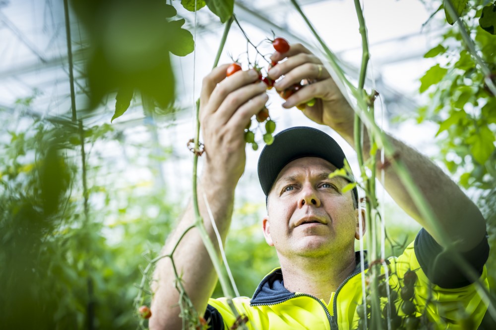 Flavorite Head Grower Jon Murphy inspects the tomato vines in the massve glasshouse