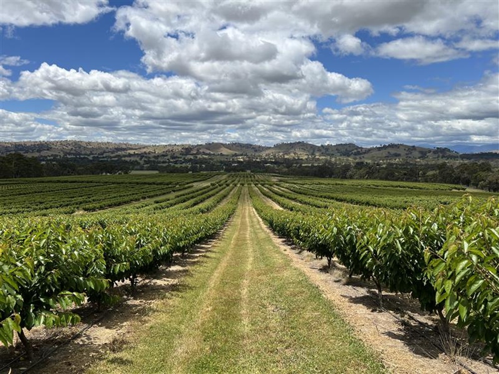 Koala Cherries’ Yarck orchard, with the image looking downhill at hundreds of lines of cherry trees, under a cloud blue sky. Hills and gum trees are visible in the distance.
