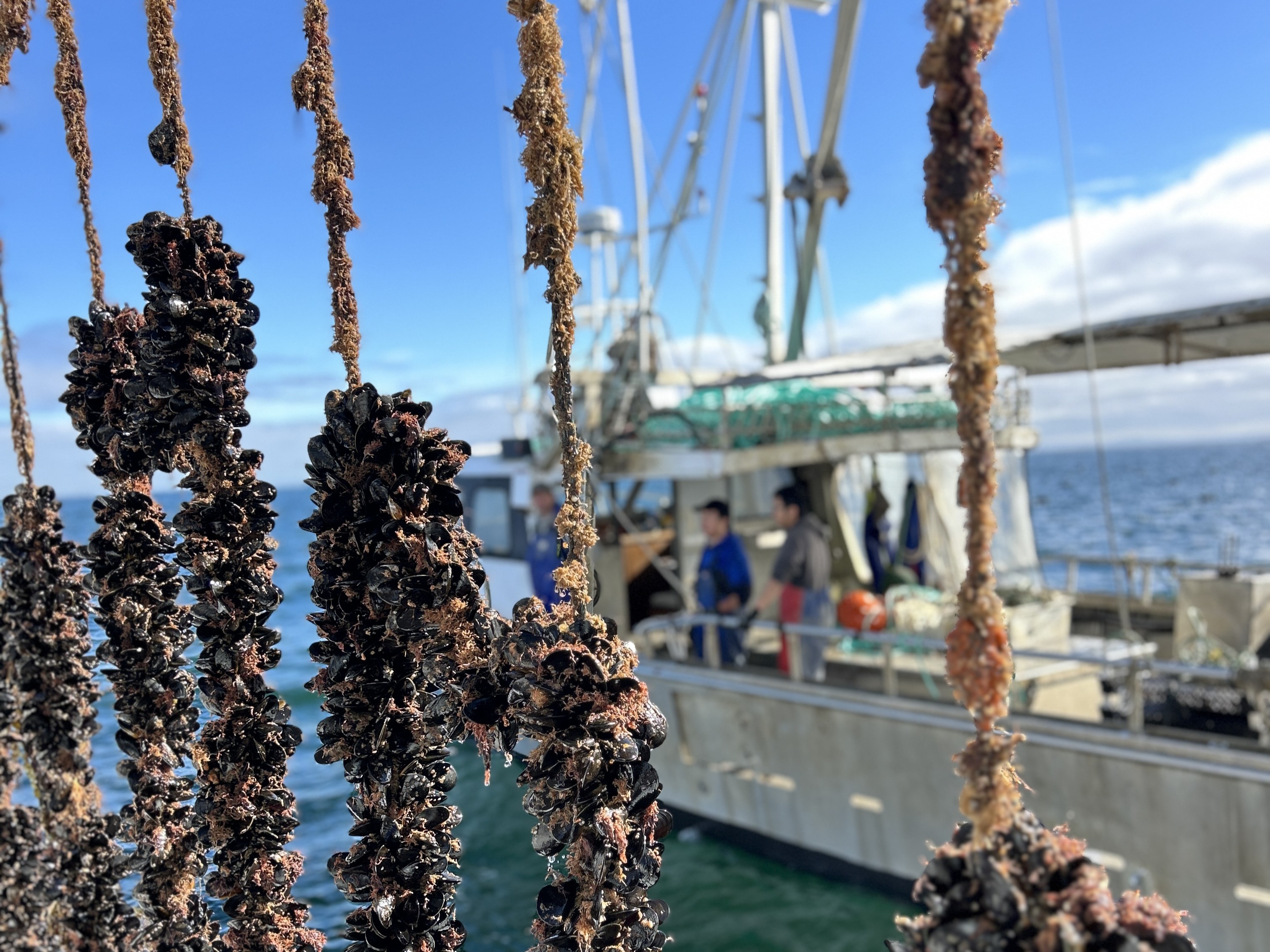 Sea Bounty harvests mussels in Port Phillip Bay off the Bellarine Peninsula. Close-up of ropes covered with clusters of mussels hanging above the water beside a boat.